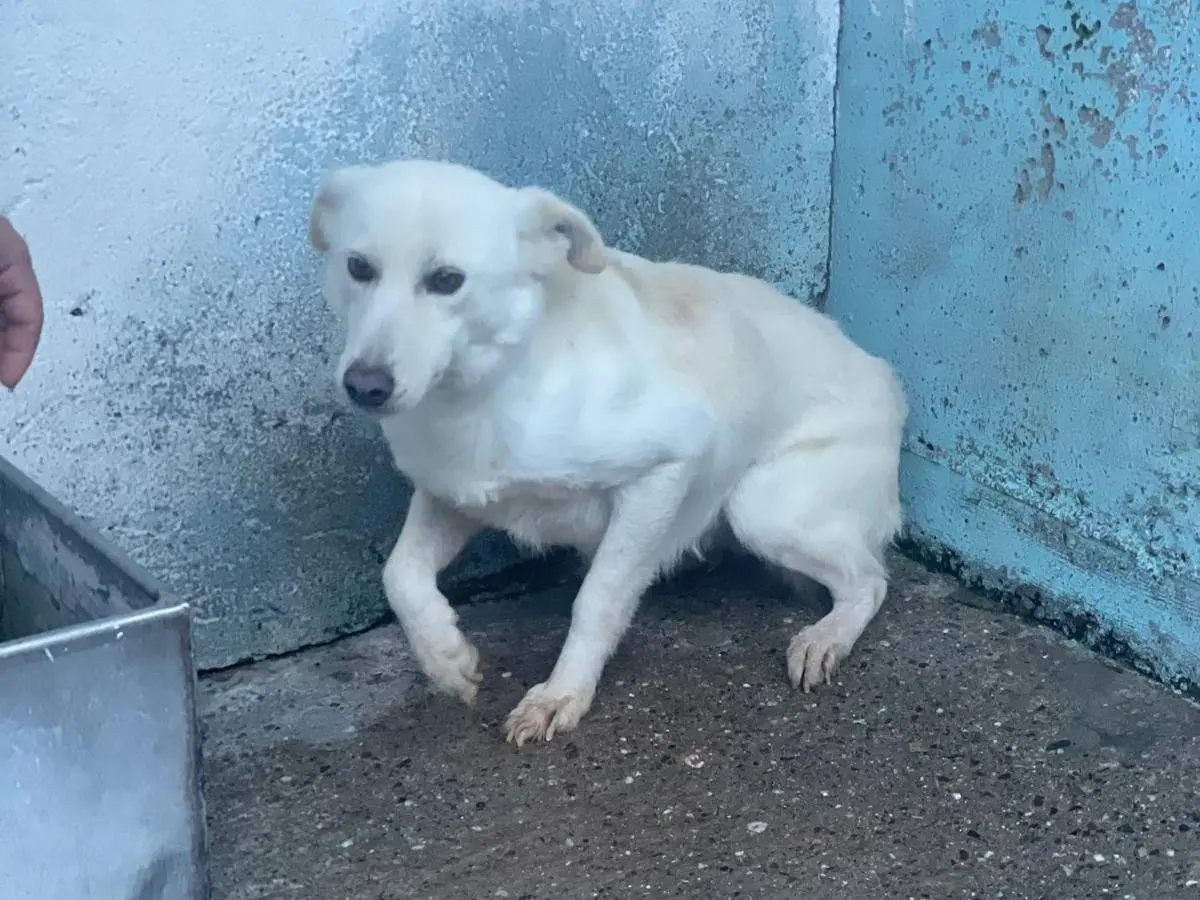 Adozione cane, femmina, Razza sconosciuta Razza sconosciuta, 4 anni e 2 mesi, taglia media, Crotone