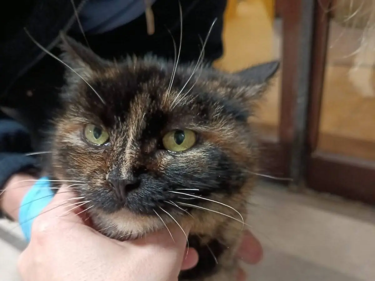 Adotta un gatto, taglia non valida, femmina, Ravenna