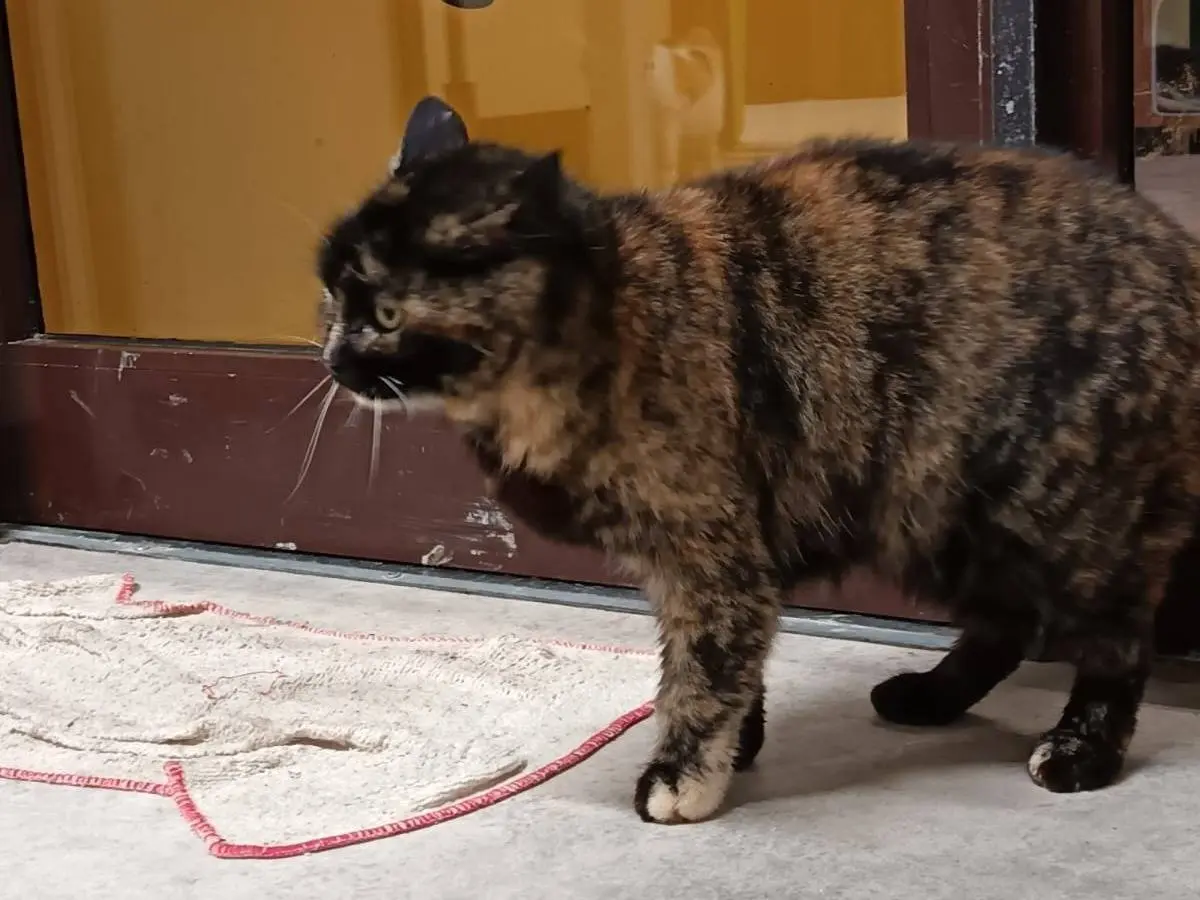 Vuoi adottare un gatto a Ravenna?