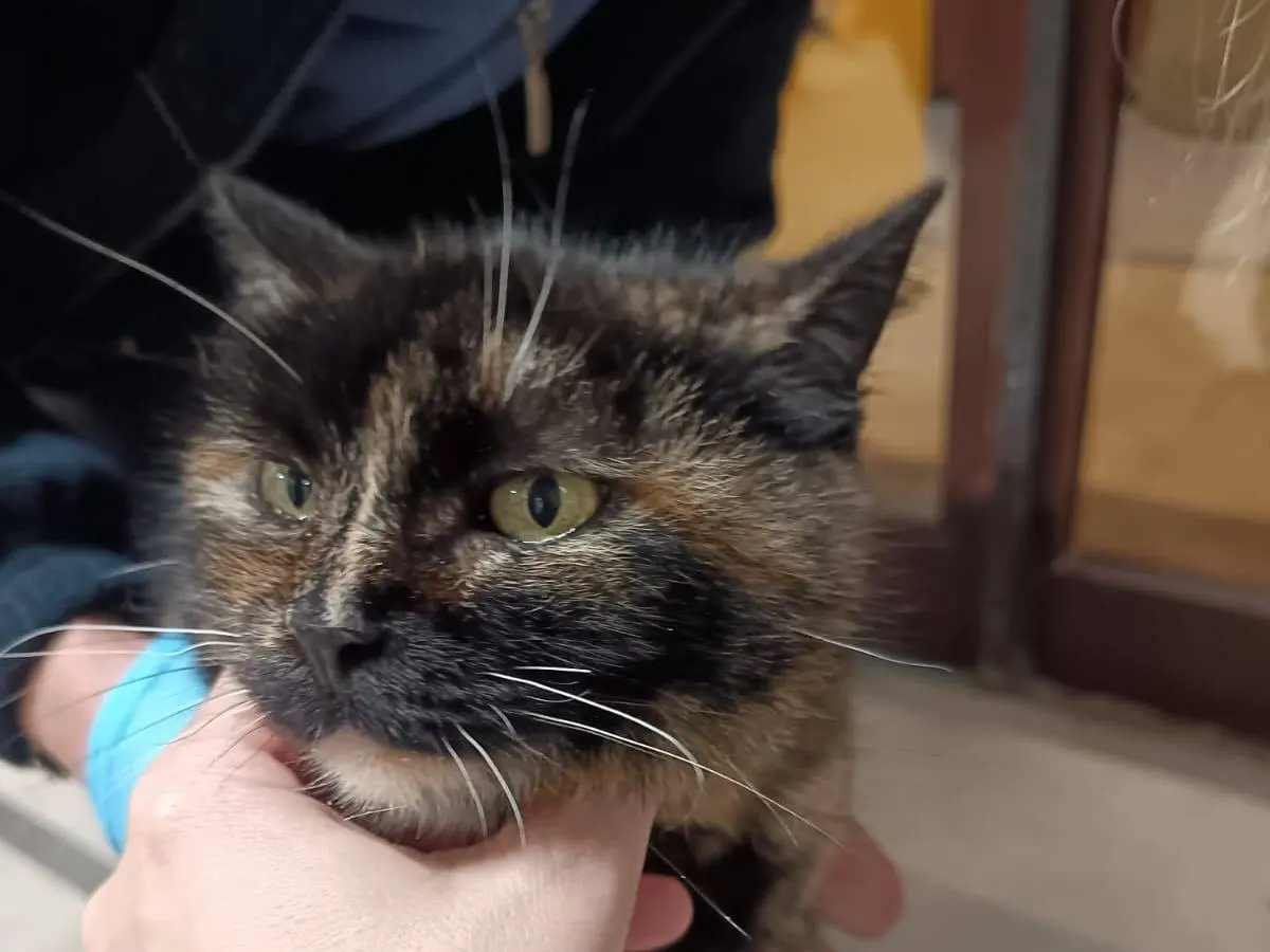 Adozione gatto, femmina, Razza sconosciuta Razza sconosciuta, 13 anni e 9 mesi, taglia non valida, Ravenna