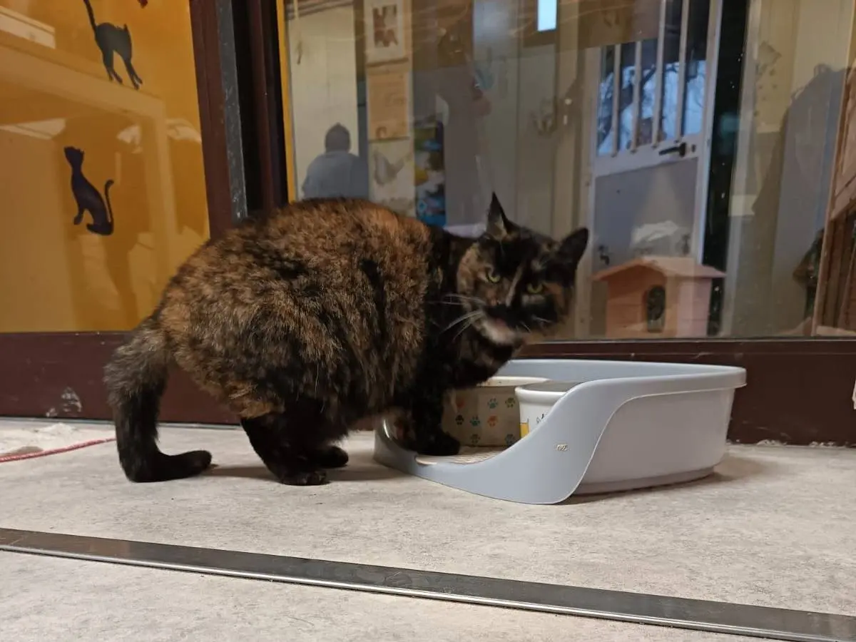 Adotta un gatto, femmina, 13 anni e 9 mesi, Ravenna