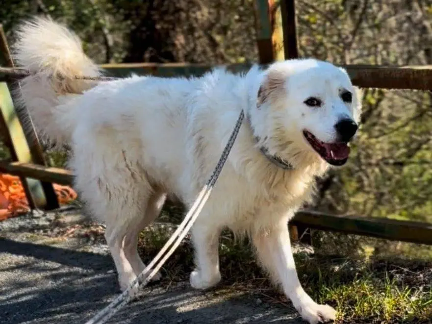 Adozione cane, maschio, Razza sconosciuta Razza sconosciuta, 10 anni, taglia grande, Genova