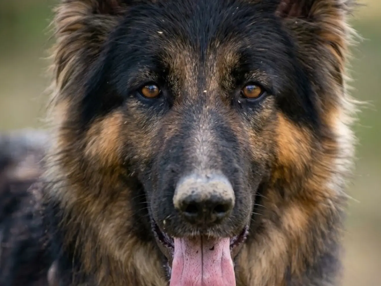 Adozione cane, femmina, Pastore tedesco Razza sconosciuta, 2 anni e 7 mesi, taglia media, Barletta
