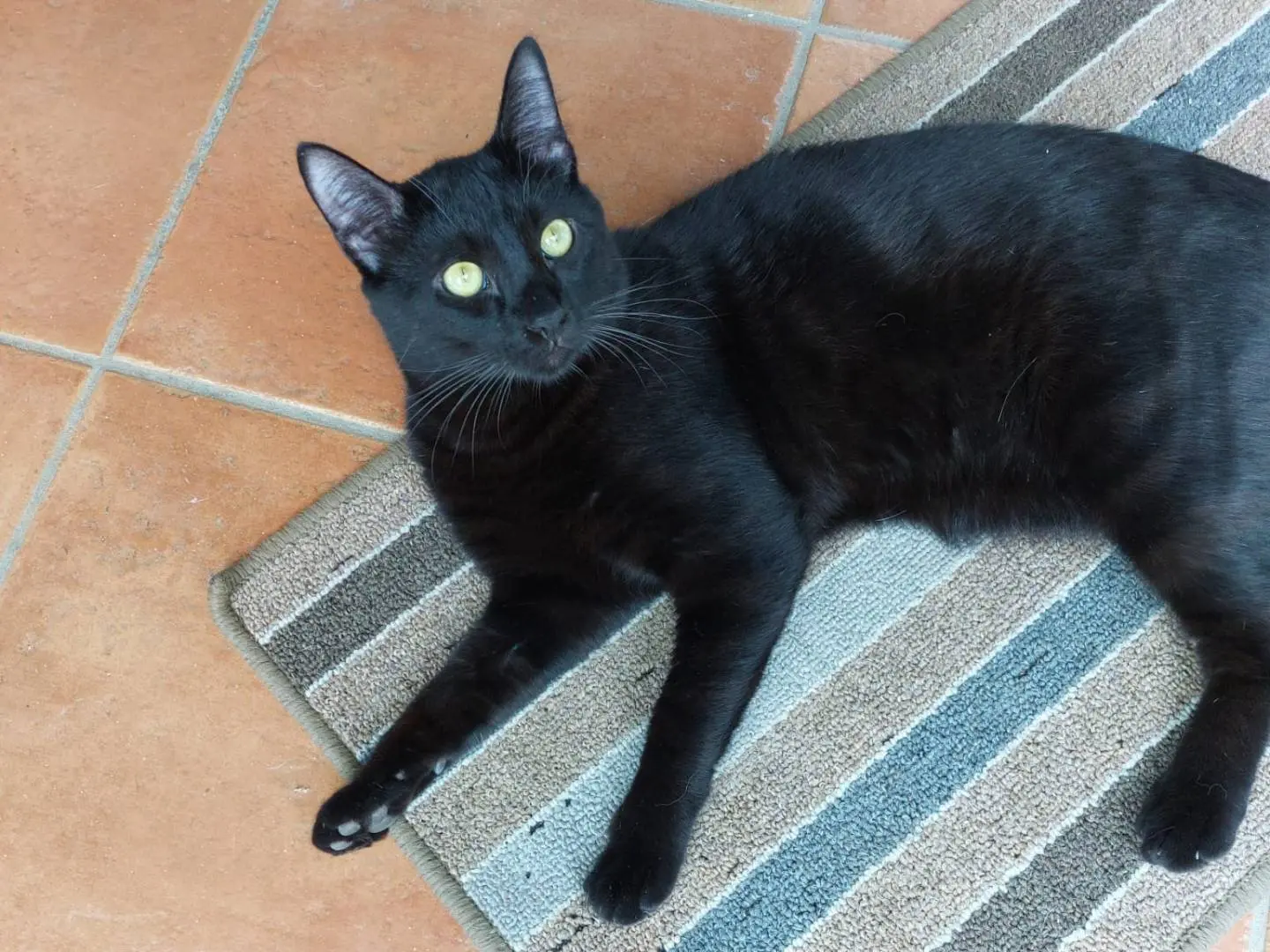 Adozione gatto, maschio, Razza sconosciuta Razza sconosciuta, 1 anno e 4 mesi, taglia non valida, Lodi