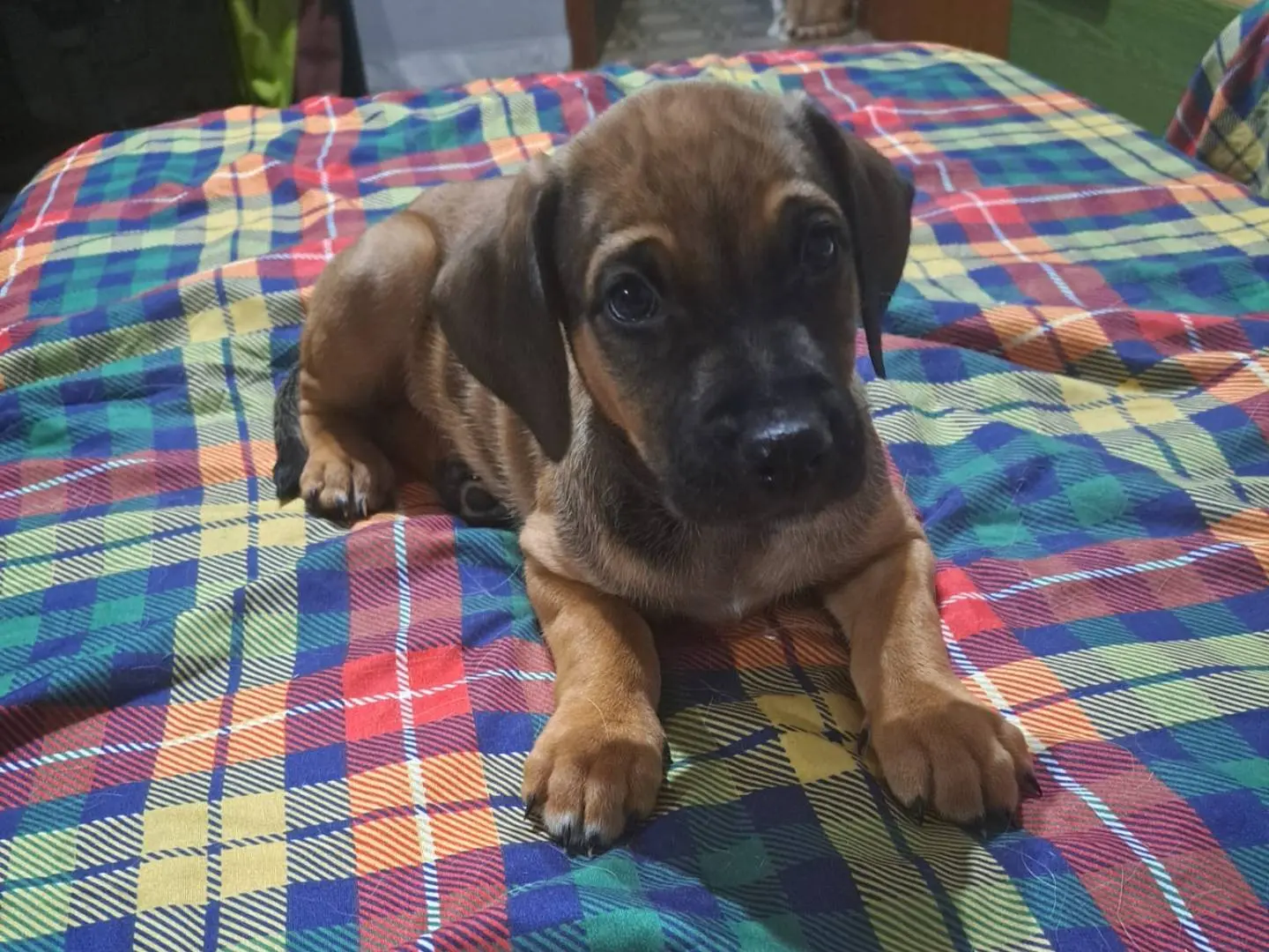 Adozione cane, maschio, Razza sconosciuta Razza sconosciuta, 1 mese, taglia media contenuta, Reggio