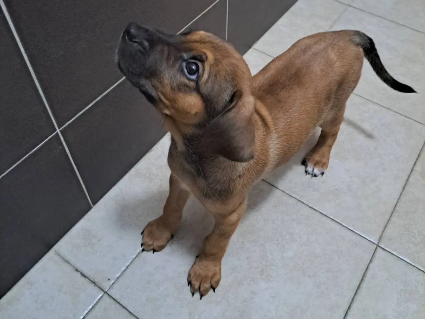 Adotta un cane, maschio, 1 mese, Reggio