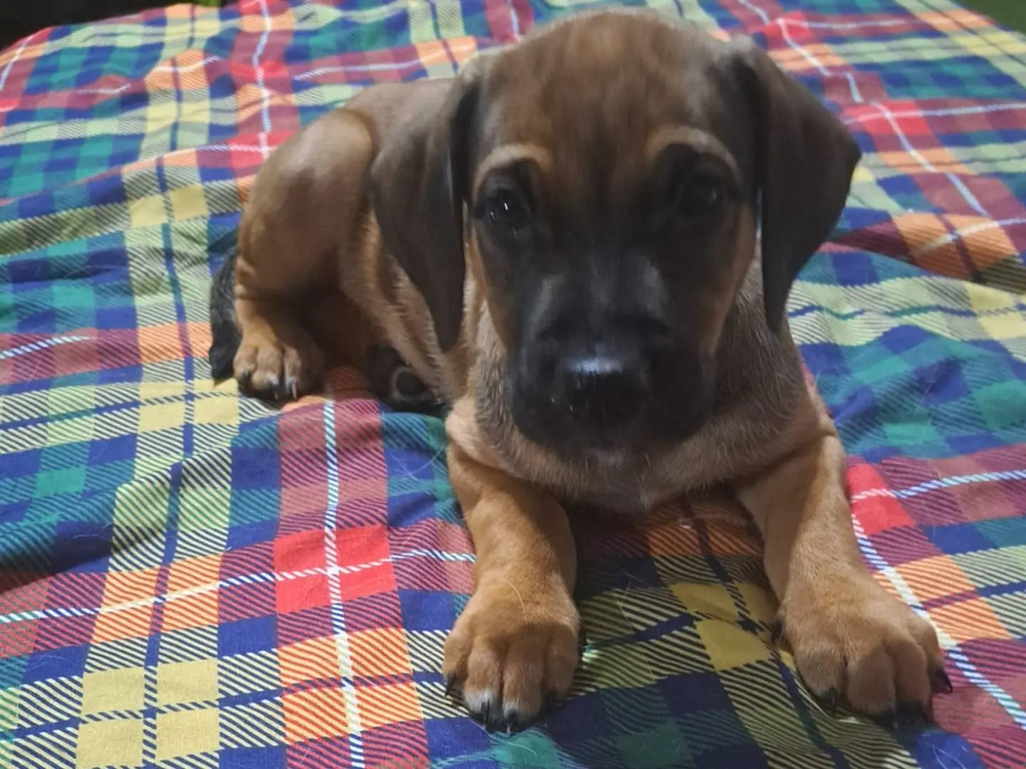 Adotta un cane, taglia media contenuta, maschio, Reggio