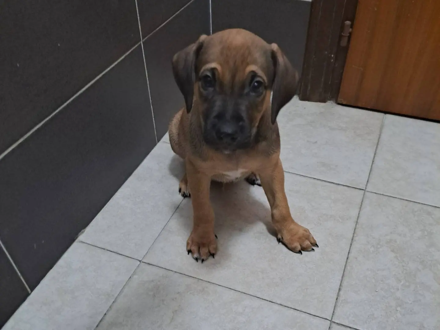 Vuoi adottare un cane a Reggio?