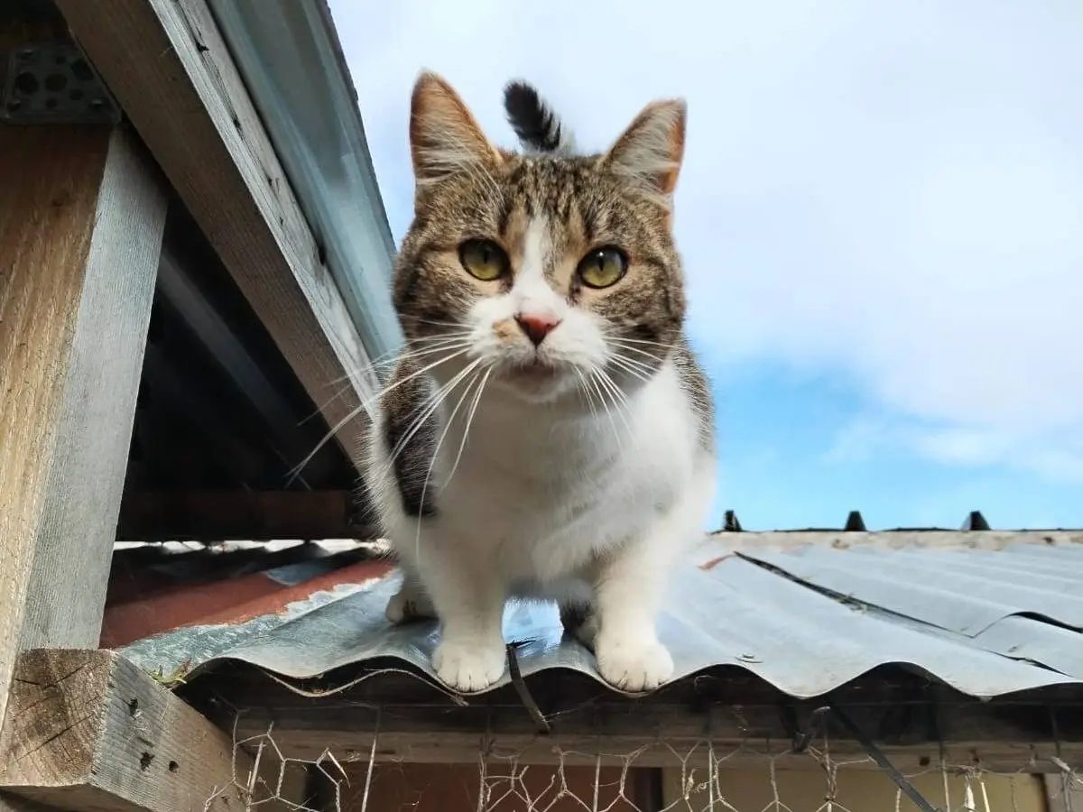 Adozione gatto, femmina, Razza sconosciuta Razza sconosciuta, 3 anni e 5 mesi, taglia non valida, Roma