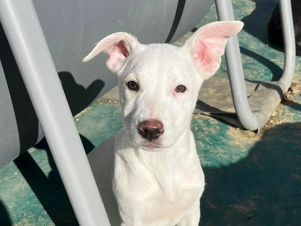 Adozione cane, femmina, Razza sconosciuta Razza sconosciuta, 2 anni, taglia media, Trapani