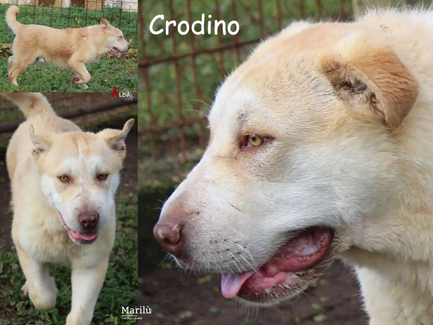 Adozione cane, maschio, Razza sconosciuta Razza sconosciuta, 4 anni e 4 mesi, taglia grande, Roma