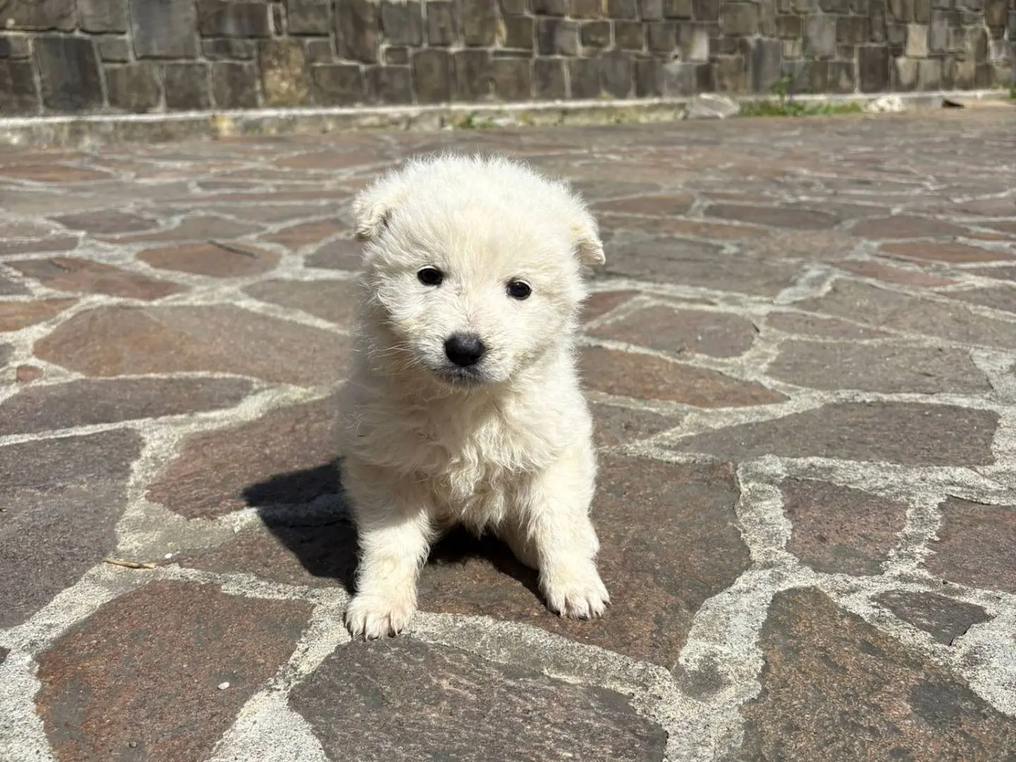 Adozione cane, femmina, Pastore maremmano Razza sconosciuta, 8 mesi, taglia media, Potenza