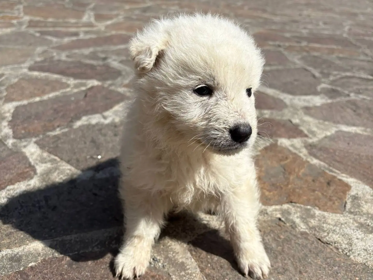 Adotta un cane, femmina, 8 mesi, Potenza