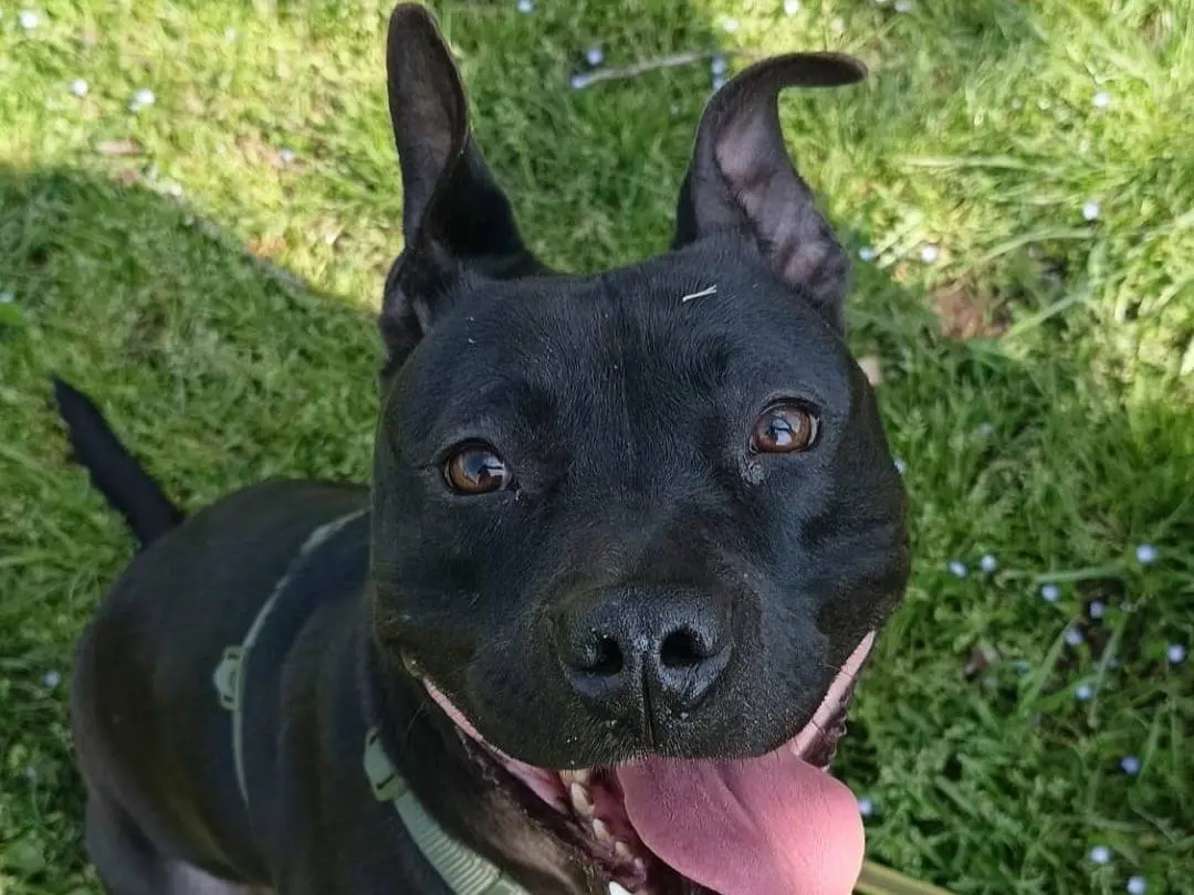 Adozione cane, femmina, American Staffordshire Terrier Razza sconosciuta, 5 anni e 7 mesi, taglia grande, Milano
