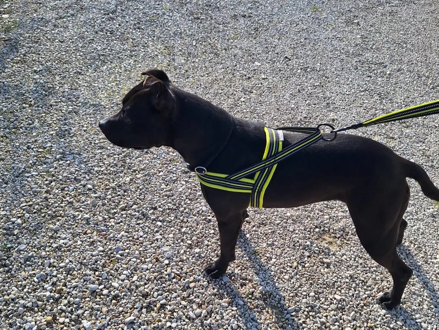 Adotta un cane, femmina, 5 anni e 7 mesi, Milano