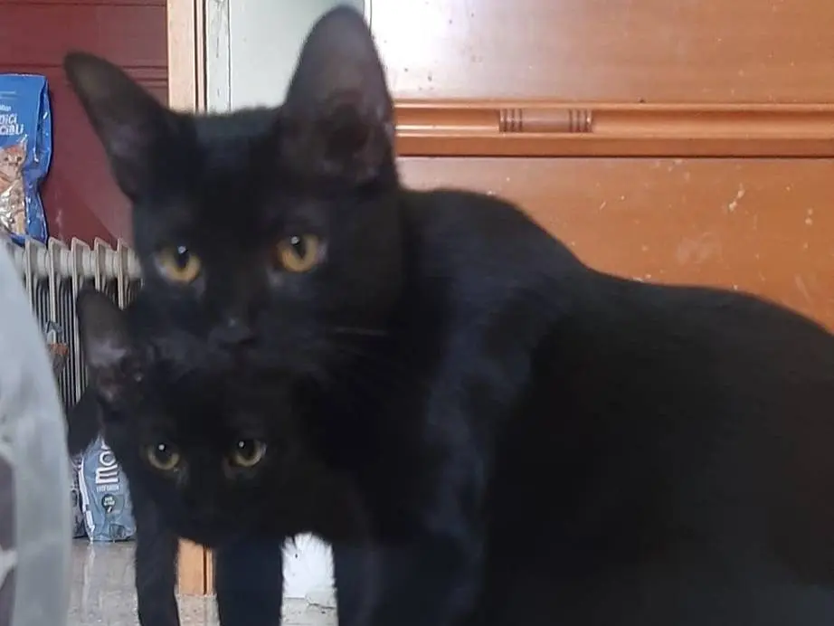 Adozione gatto, femmina, Razza sconosciuta Razza sconosciuta, 5 mesi, taglia non valida, Brescia