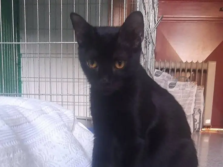 Vuoi adottare un gatto a Brescia?