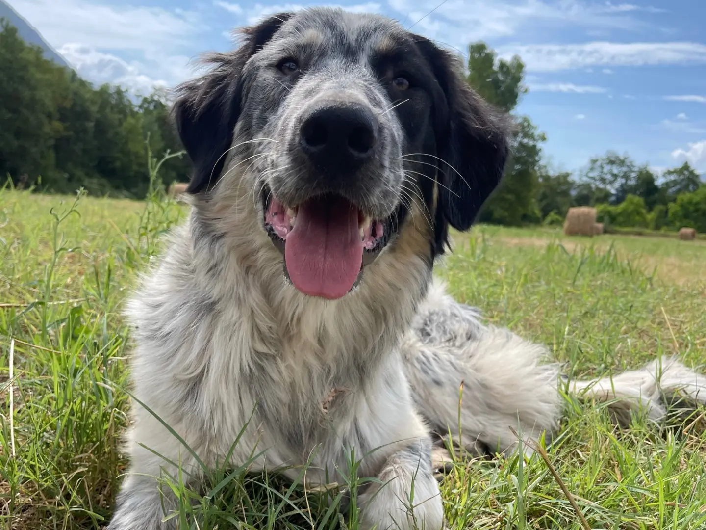 Adotta un cane, maschio, 3 anni e 9 mesi, Laquila