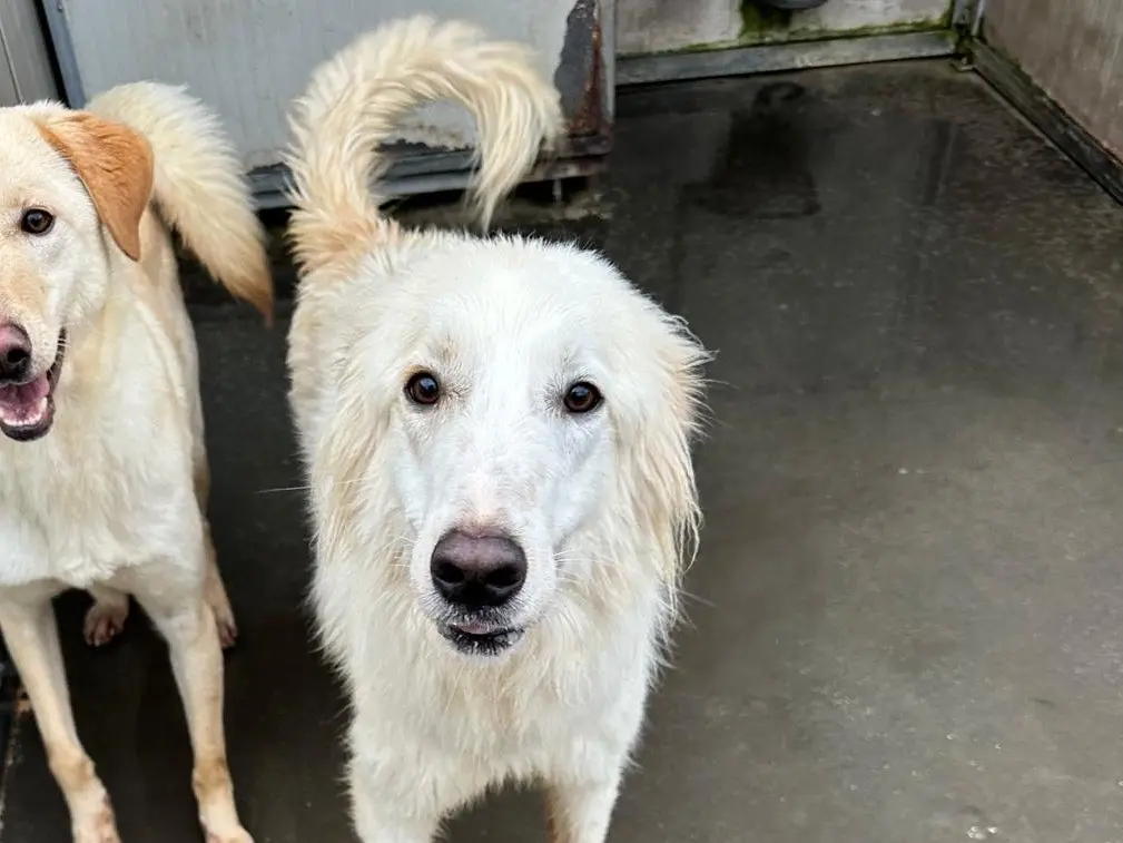 Adozione cane, maschio, Razza sconosciuta Razza sconosciuta, 2 anni e 7 mesi, taglia media, Latina