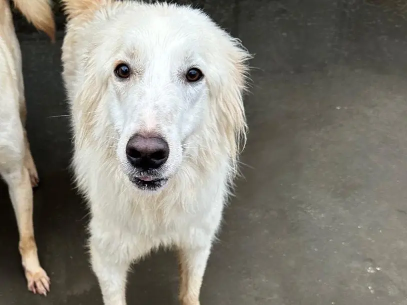 Adotta un cane, maschio, 2 anni e 7 mesi, Latina