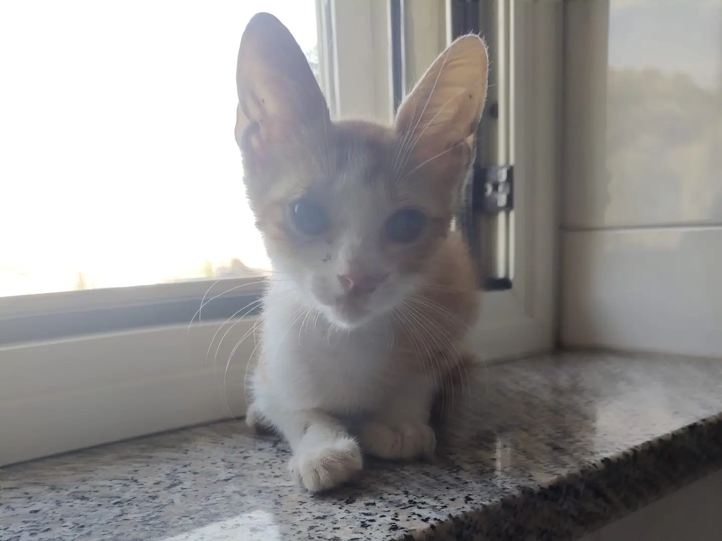Adotta un gatto, maschio, 6 mesi, Crotone