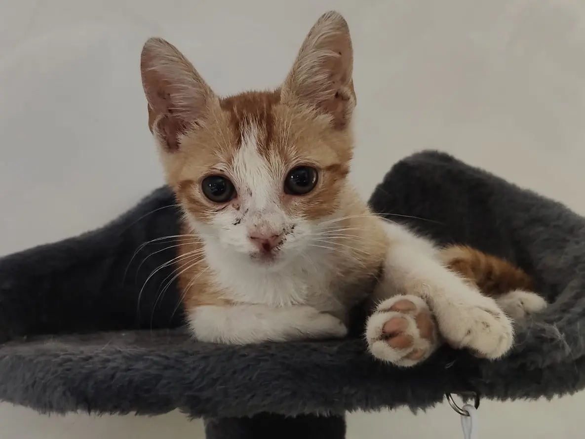 Adozione gatto, maschio, Razza sconosciuta Razza sconosciuta, 6 mesi, taglia non valida, Crotone
