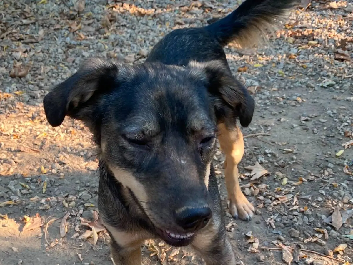 Adotta un cane, maschio, 2 anni e 3 mesi, Parma