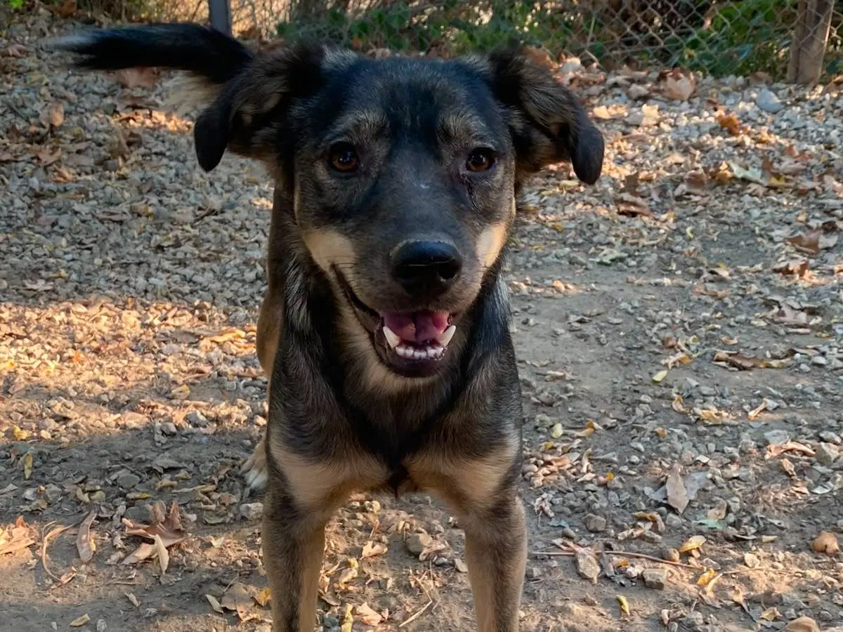 Vuoi adottare un cane a Parma?