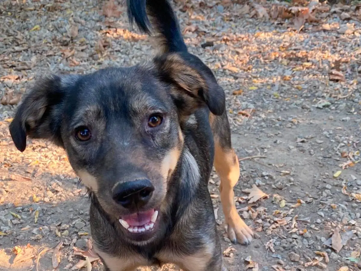 Adozione cane, maschio, Razza sconosciuta Razza sconosciuta, 2 anni e 3 mesi, taglia media contenuta, Parma