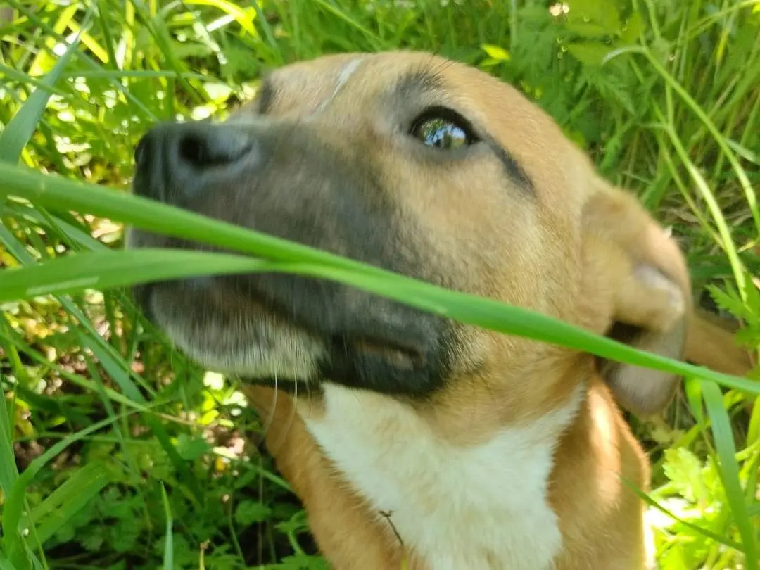 Vuoi adottare un cane a Vibo?