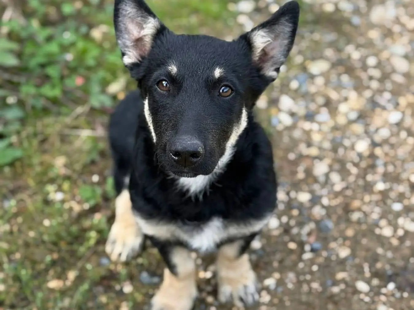Adozione cane, femmina, Razza sconosciuta Razza sconosciuta, 4 mesi, taglia media contenuta, Firenze
