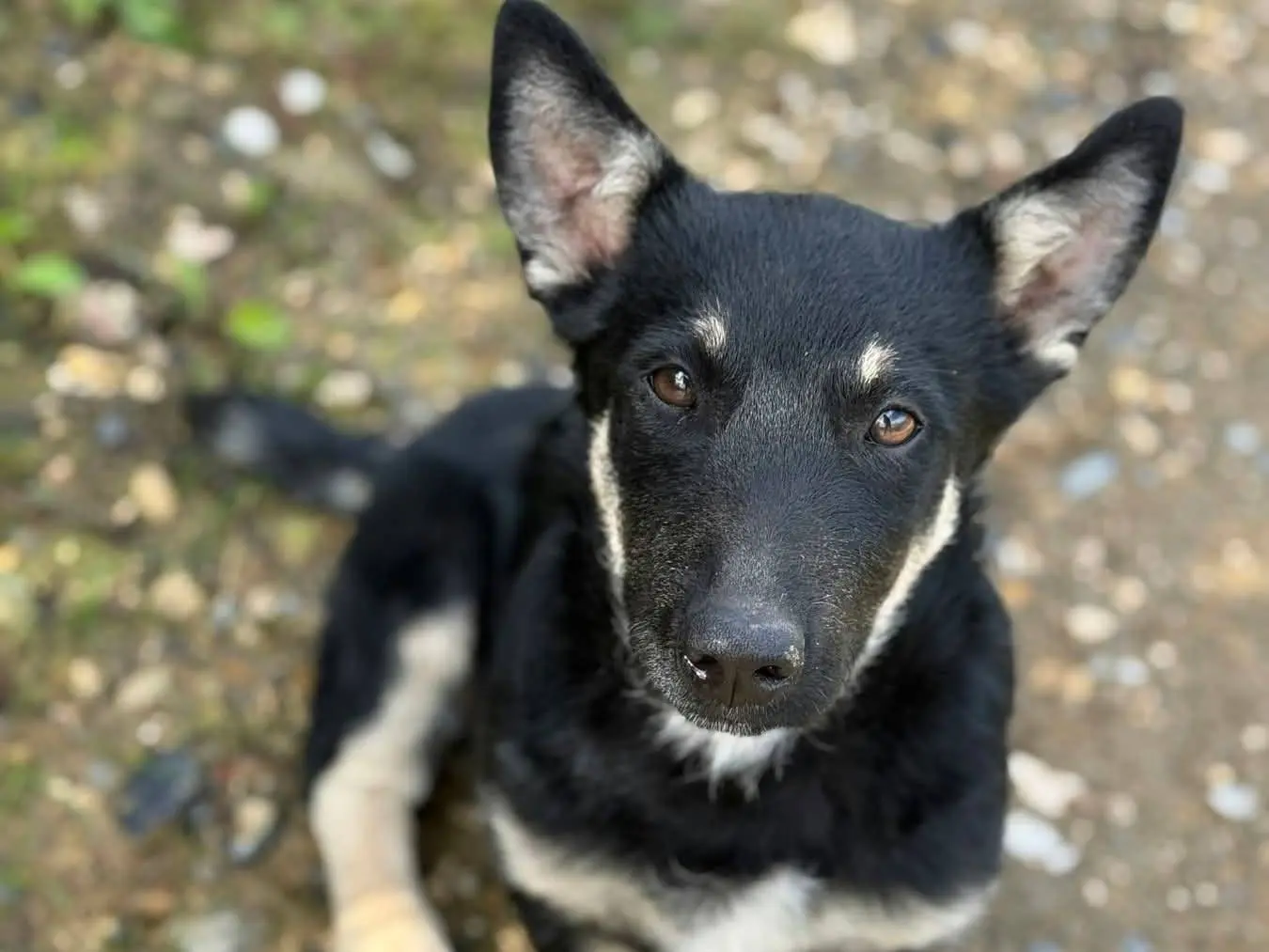 Adotta un cane, femmina, 4 mesi, Firenze