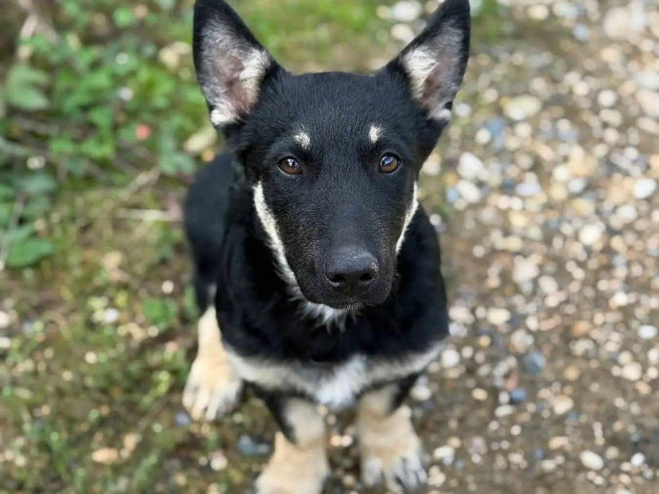 Adotta il cane UMA a Firenze