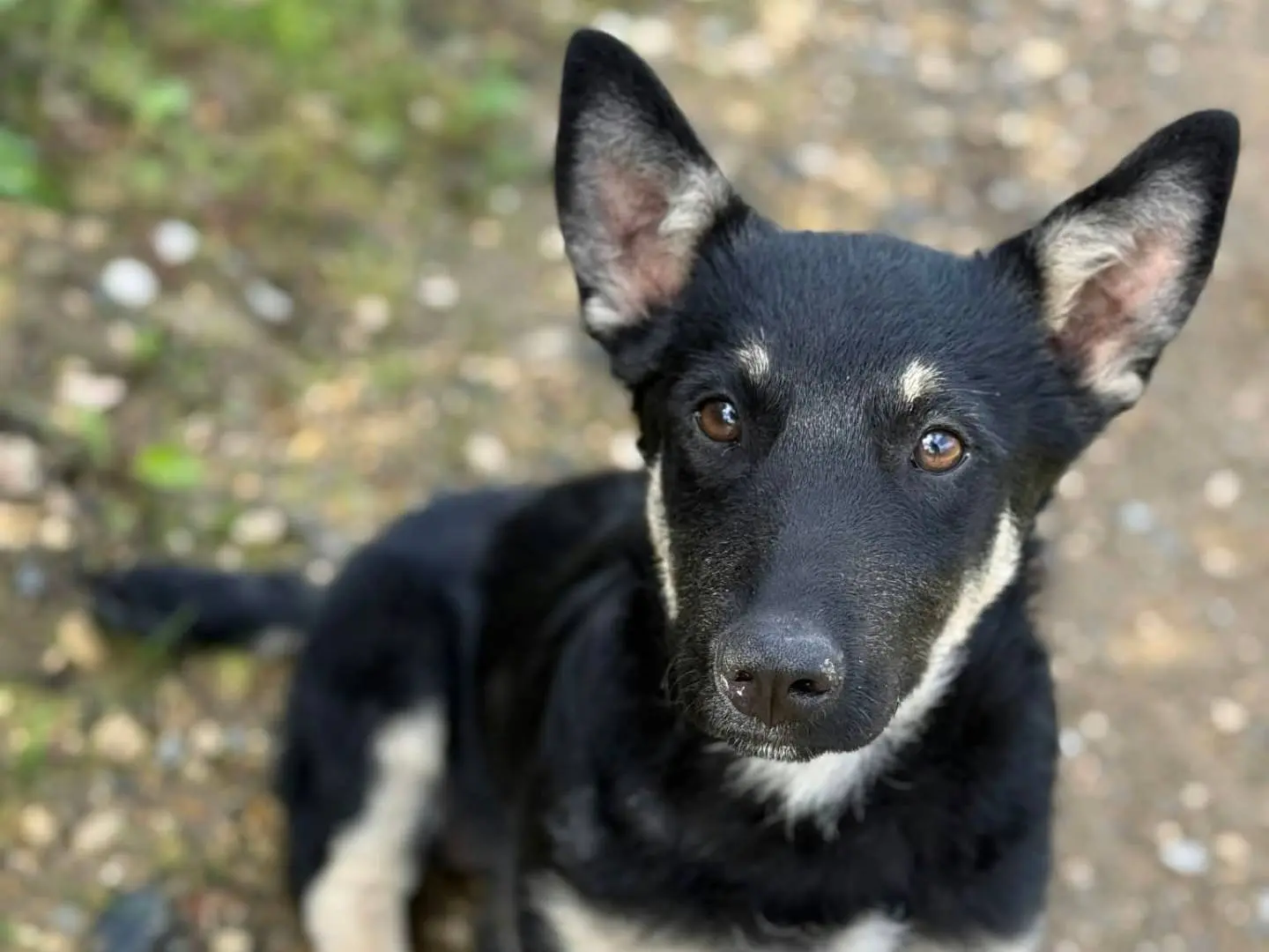 Vuoi adottare un cane a Firenze?