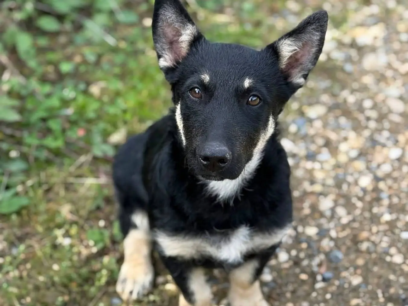 Adotta un cane, taglia media contenuta, femmina, Firenze