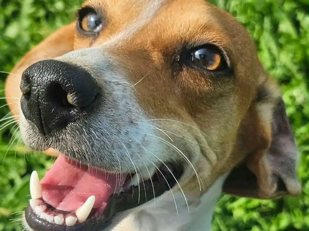 Adozione cane, femmina, Razza sconosciuta Razza sconosciuta, 1 anno e 10 mesi, taglia piccola, Pavia