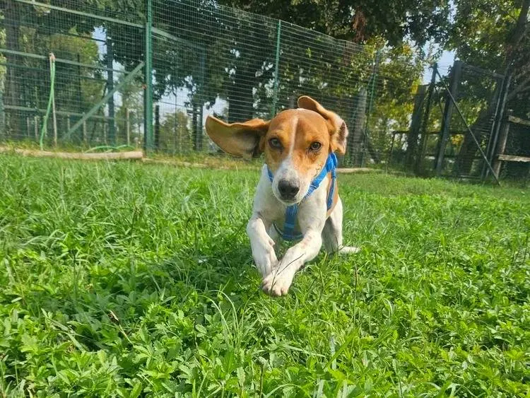 Adotta un cane, femmina, 1 anno e 10 mesi, Pavia