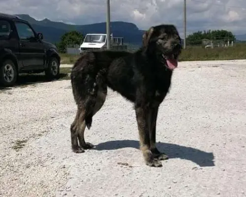 Foto 1 dell'animale