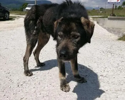 Foto 3 dell'animale