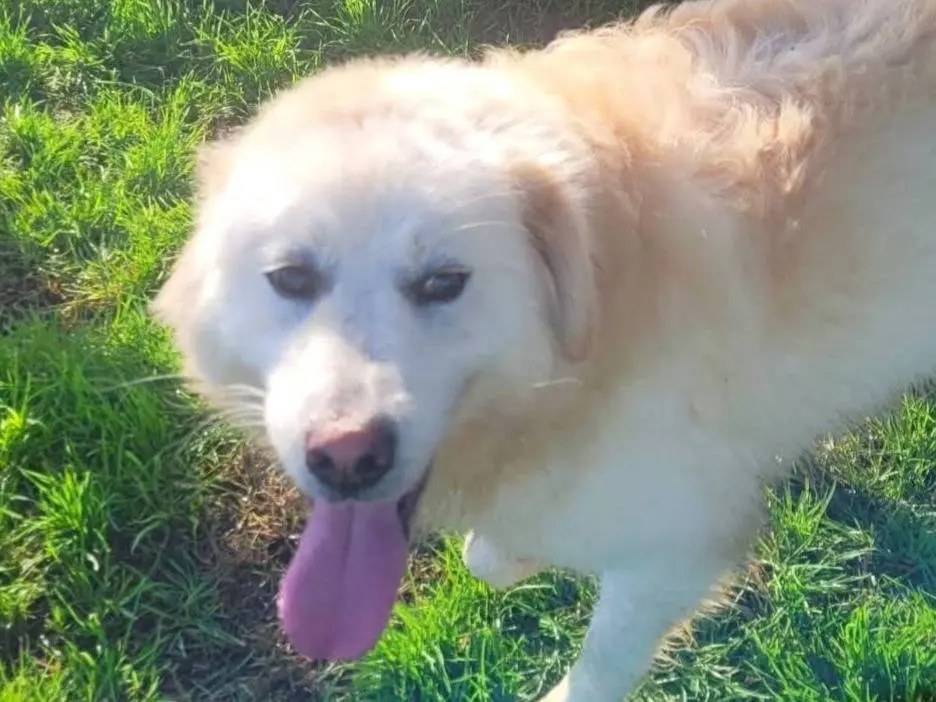 Adozione cane, femmina, Pastore maremmano Razza sconosciuta, 2 anni e 9 mesi, taglia grande, Latina