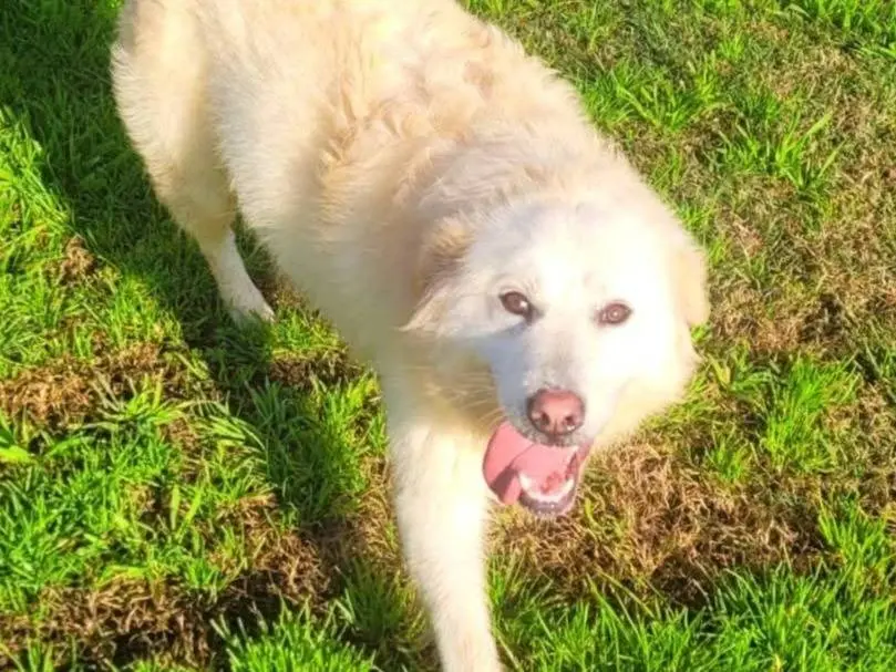 Adotta un cane, femmina, 2 anni e 9 mesi, Latina