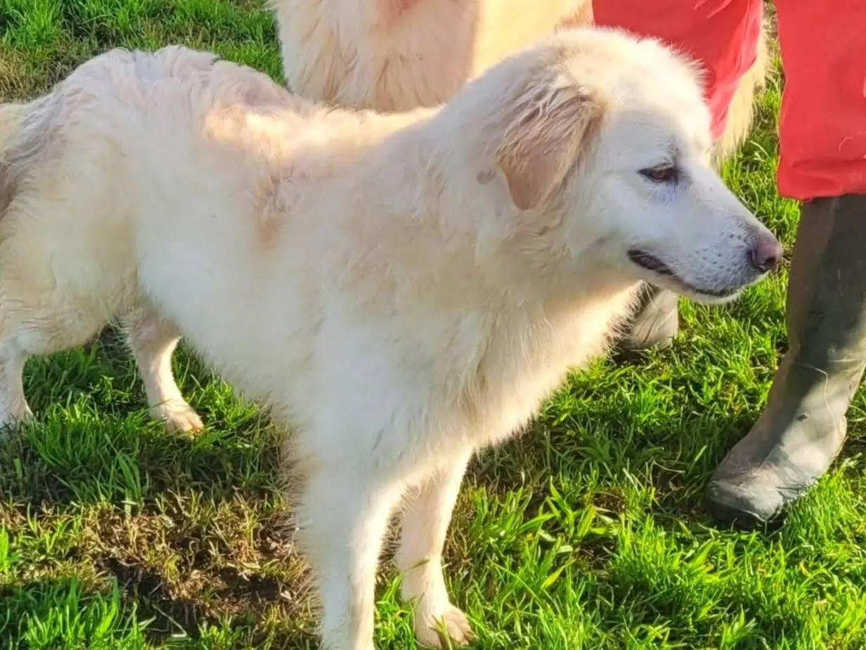 Adotta un cane, taglia grande, femmina, Latina