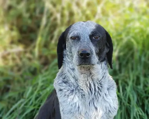 Adozione cane, femmina, Segugio Bracco, 10 anni e 8 mesi, taglia media contenuta, Roma