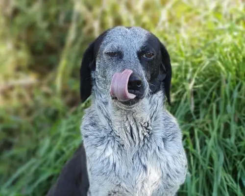Adotta un cane, taglia media contenuta, femmina, Roma