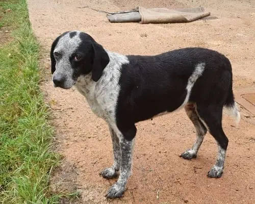 Adotta un cane, femmina, 10 anni e 8 mesi, Roma
