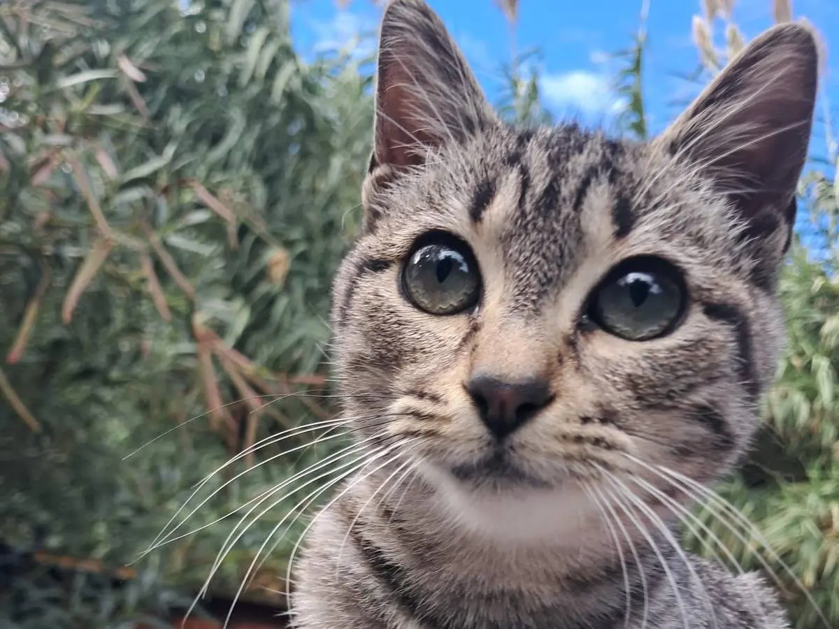 Adozione gatto, femmina, Razza sconosciuta Razza sconosciuta, 4 mesi, taglia non valida, Catanzaro