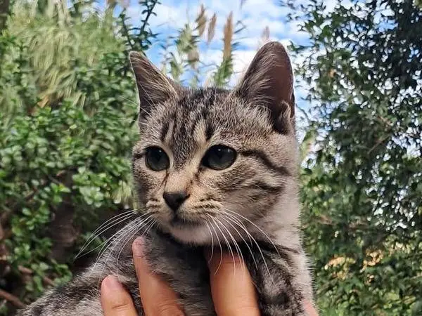 Adotta un gatto, femmina, 4 mesi, Catanzaro