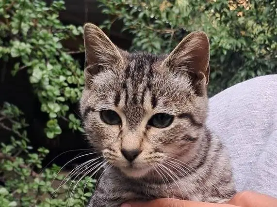 Adotta un gatto, taglia non valida, femmina, Catanzaro