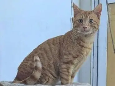 Adozione gatto, maschio, Razza sconosciuta Razza sconosciuta, 1 anno e 5 mesi, taglia non valida, Teramo