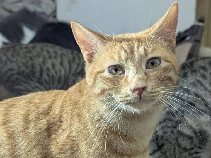 Adotta un gatto, maschio, 1 anno e 5 mesi, Teramo